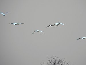 Wildg&auml;nse am K&ouml;ckernsee