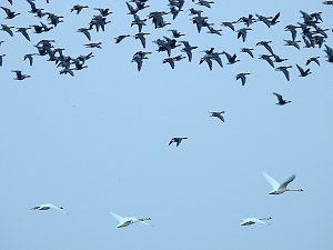 Wildg&auml;nse am K&ouml;ckernsee