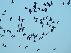 Wildg&auml;nse am K&ouml;ckernsee
