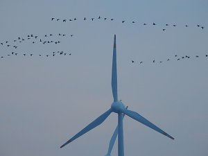 Wildg&auml;nse am K&ouml;ckernsee