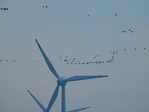 Wildg&auml;nse am K&ouml;ckernsee