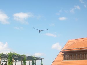 Gelebtes Mittelalter auf Burg Falkenstein