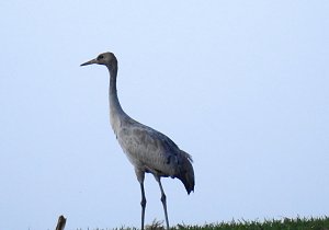 Anpirschen