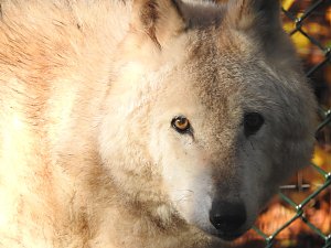 Peter Blei im Bärenpark Worbis