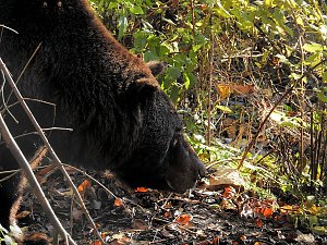 Peter Blei im Bärenpark Worbis