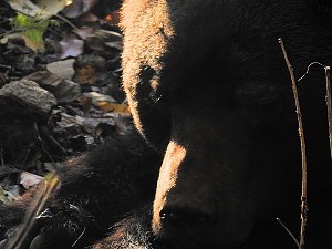 Peter Blei im Bärenpark Worbis
