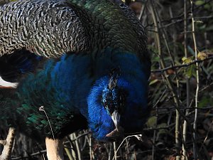 Peter Blei im Bärenpark Worbis