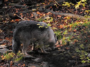 Peter Blei im Bärenpark Worbis