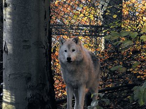 Peter Blei im Bärenpark Worbis