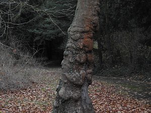 Abstecher in den Wörlitzer Park