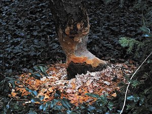 Abstecher in den Wörlitzer Park