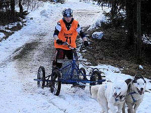 Schlittenhunde rennen rund um Benneckenstein