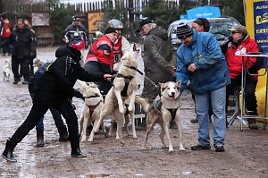 Hundeschlittenrennen in Pullman City