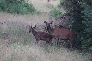 Rotwild im Harz