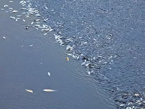 Das Sterben der Fische