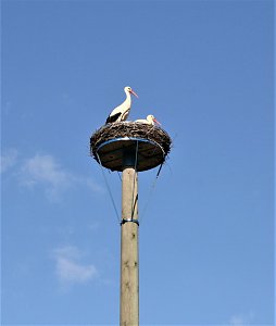 Störche zu Gast