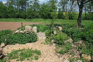 Die W&uuml;stung Lindenschu