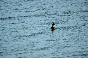 Am Stausee in Kelbra