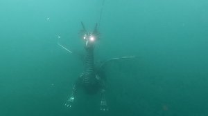 Drachen-Alarm am Sundh&auml;user Kiesteich