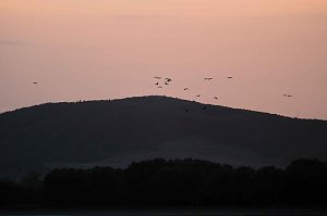 R&uuml;ckkehr der Kraniche
