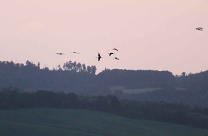 R&uuml;ckkehr der Kraniche