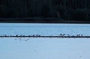 R&uuml;ckkehr der Kraniche