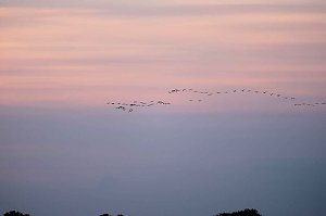 R&uuml;ckkehr der Kraniche