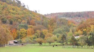 Herbst in der Goldenen Aue