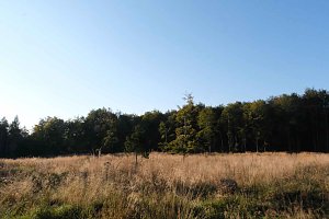 Peter Blei beim Waldspaziergang