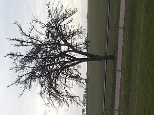 Bild: Wolken &uuml;ber einem knorrigen Baum in Arnstedt