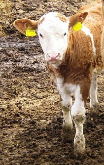 Kalb geklaut (Foto: privat)