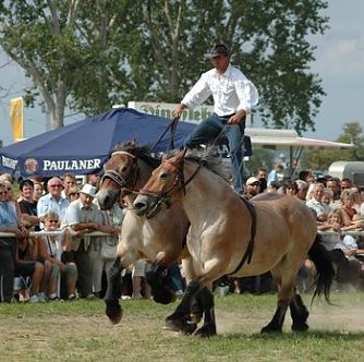 Jede Menge Spa&szlig; auf dem Scheunenhof (Foto: Hellberg)