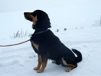 Mogli (Foto: Tierheim)