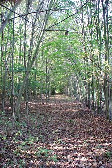 Der Fr&uuml;hling kehrt zur&uuml;ck. Und damit die Lust auf Fr&uuml;hjahrsputz auch im Wald. Damit es niemandem zu viel wird und das Aufr&auml;umen Spa&szlig; macht, l&auml;dt Pro Baum Hettstedt zur gemeinsamen Aktion am kommenden Sonnabend ein. (Foto: Jochen Miche)