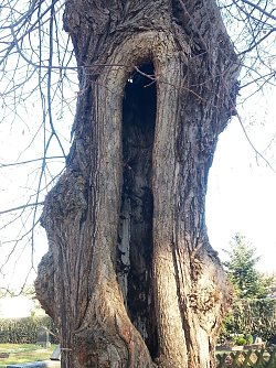 Offen f&uuml;r gute Ideen. Aber kein Fall f&uuml;r den Ofen. Der Baum erbl&uuml;ht und gr&uuml;nt und spendet Sauerstoff in jedem Jahr von Neuem. (Foto: Jochen Miche)