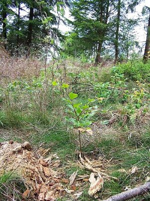 Neues Leben f&uuml;r den Wald (Foto: Ministerium)