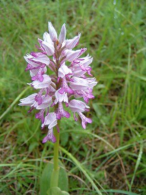 helmknabenkraut (Foto: Hans-J&uuml;rgen Schmidt)