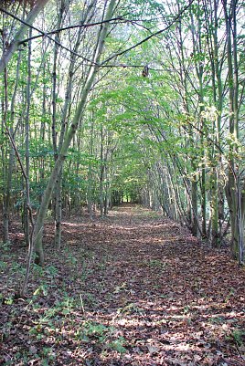 Der Fr&uuml;hling kehrt zur&uuml;ck. Und damit die Lust auf Fr&uuml;hjahrsputz auch im Wald. Damit es niemandem zu viel wird und das Aufr&auml;umen Spa&szlig; macht, l&auml;dt Pro Baum Hettstedt zur gemeinsamen Aktion am kommenden Sonnabend ein. (Foto: Jochen Miche)