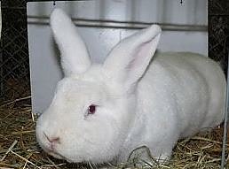 Landesoffene Kreiskaninchenschau (Foto: Privat)