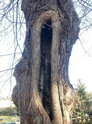 Offen f&uuml;r gute Ideen. Aber kein Fall f&uuml;r den Ofen. Der Baum erbl&uuml;ht und gr&uuml;nt und spendet Sauerstoff in jedem Jahr von Neuem. (Foto: Jochen Miche)