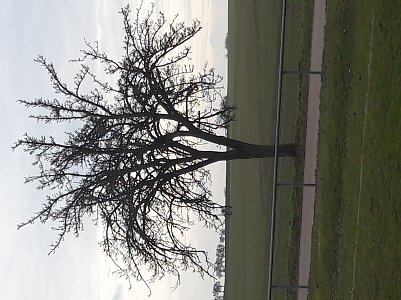 Wolken &uuml;ber einem knorrigen Baum in Arnstedt (Foto: Emil Schreiber)