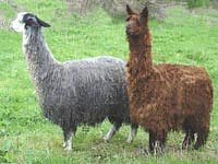 Alpakas (Foto: Karl-Heinz Herrmann)