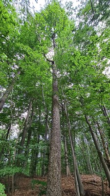 Die 120 Jahre alte Elsbeere hat bislang alle Unbilden getrotzt (Foto: nnz)