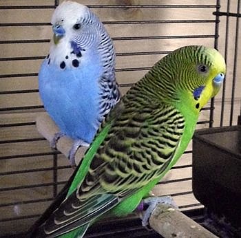 Zu vermitteln (Foto: C. Knust)