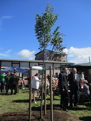 Bild: Die Winterlinde ist Baum des Jahres 2016. Eine Linde ist auch im Wappen der Gemeinde Helbra abgebildet.