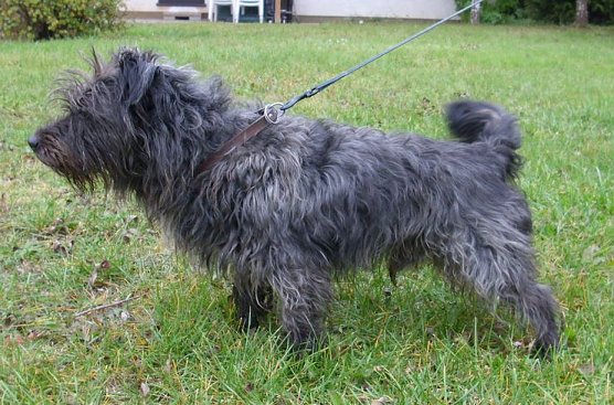 Benny (Foto: C. Knust) Benny (Foto: C. Knust)