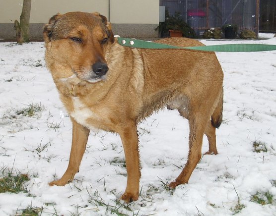 Tier der Woche: Villo (Foto: C. Knust)