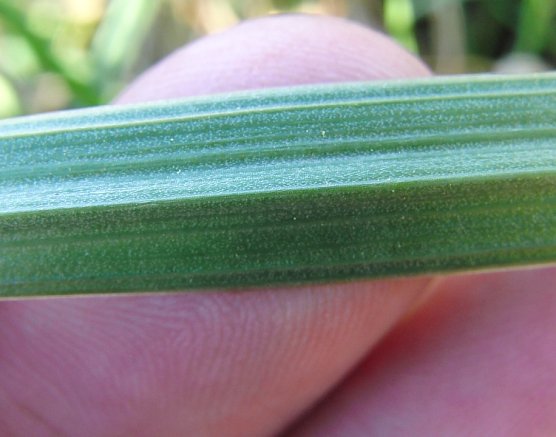 Heimische Pflanzen: Wiesen-Goldstern (Foto: B. Schwarzberg)