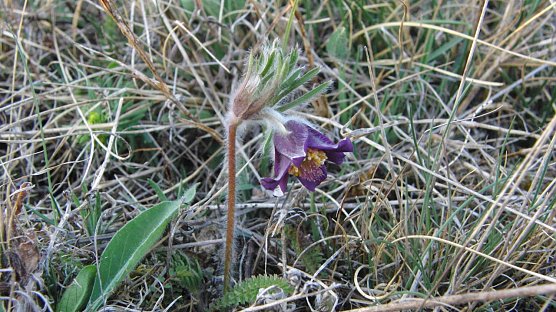 F&uuml;r iPhone und Co. (Foto: B. Schwarzberg)