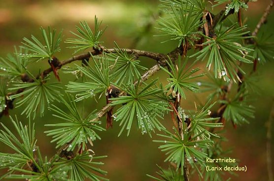 Sch&ouml;nste L&auml;rche suchen! (Foto: Forstamt Oldisleben)